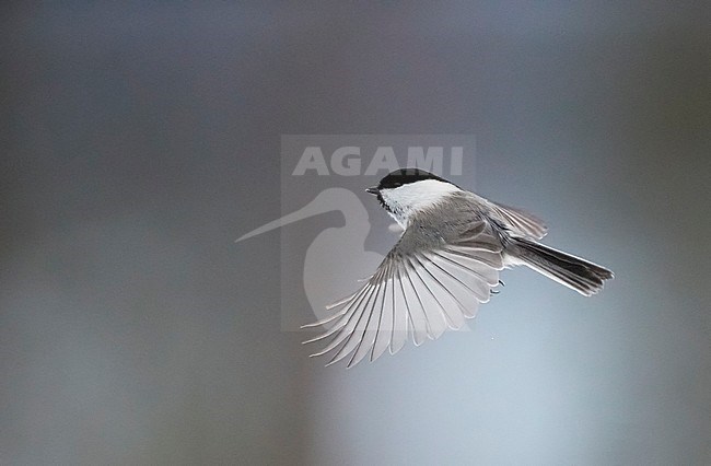 Willow Tit (Parus montanus) in Kuusamo, Finland, during the winter. stock-image by Agami/Markus Varesvuo,