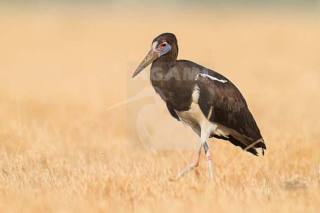 Abdim's Stork - Abdimstorch - Ciconia abdimii, Oman, adult stock-image by Agami/Ralph Martin,