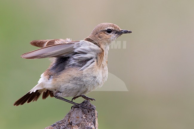 Strekkende Izabeltapuit; Stretching Isabelline Wheatear stock-image by Agami/Daniele Occhiato,