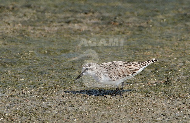 Adult winter Red-necked Stint (Calidris ruficollis) foraging on a salt pan along the coast of the Gulf of Thailand stock-image by Agami/Edwin Winkel,