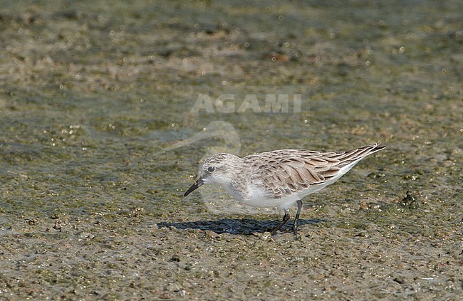 Adult winter Red-necked Stint (Calidris ruficollis) foraging on a salt pan along the coast of the Gulf of Thailand stock-image by Agami/Edwin Winkel,