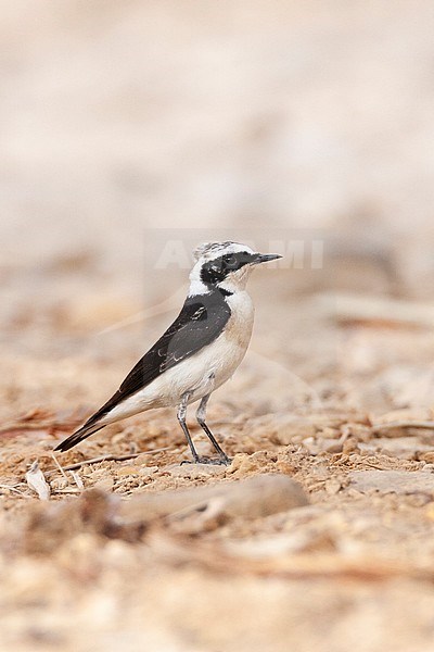 Vittata Pied Wheatear (Oenanthe pleschanka vittata) at KM20, near Eilat, Israel. First record for Israel stock-image by Agami/Marc Guyt,