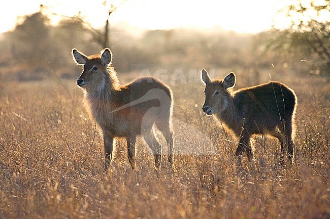 Backlight Waterbuck (Kobus ellipsiprymnus) standing in dry long grass in in Kruger National Park in South Africa. stock-image by Agami/Marc Guyt,