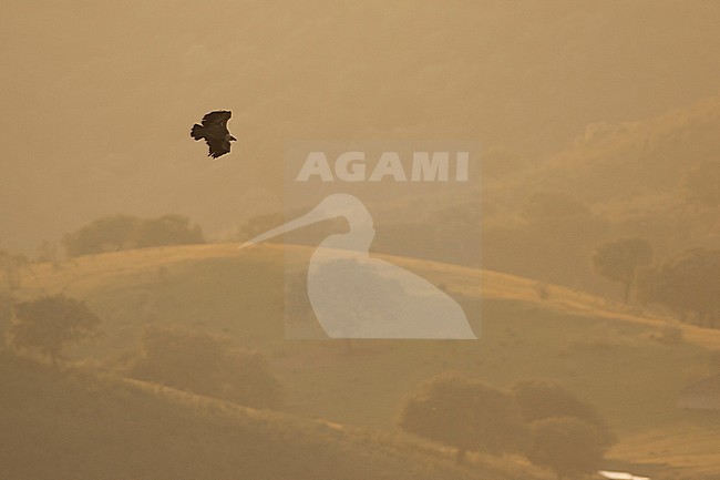 Eurasian Griffon Vulture - Gänsegeier - Gyps fulvus ssp. fulvus, Spain, adult stock-image by Agami/Ralph Martin,