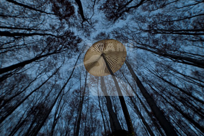Onderaanzicht van een paddenstoel, Up view of mushroom stock-image by Agami/Rob de Jong,