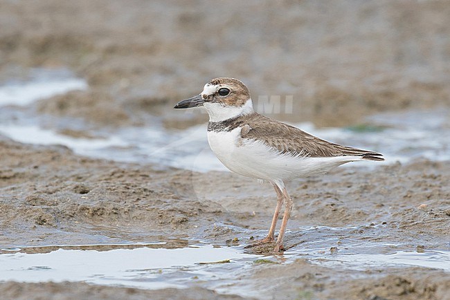 Wintering Wilson's Plover (Charadrius wilsonia) in Mexico. stock-image by Agami/Pete Morris,