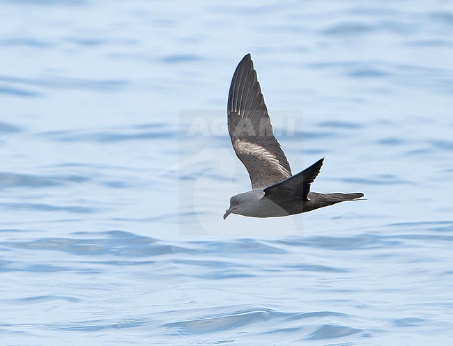 Markham's storm petrel (Oceanodroma markhami) in flight at sea off Chile. stock-image by Agami/Dani Lopez-Velasco,