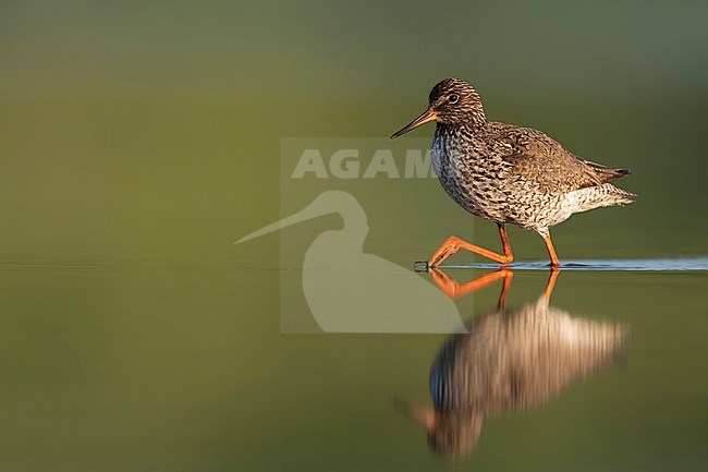  stock-image by Agami/Han Bouwmeester,