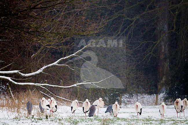 White Stork, Ciconia ciconia in winter snow setting stock-image by Agami/Menno van Duijn,