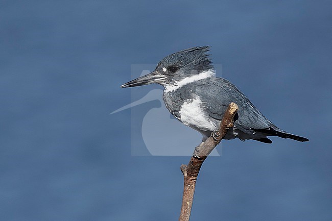 Adult male Belted Kingfisher (Megaceryle alcyon) perched on a stick in  San Diego Co., California, USA during January 2016. stock-image by Agami/Brian E Small,