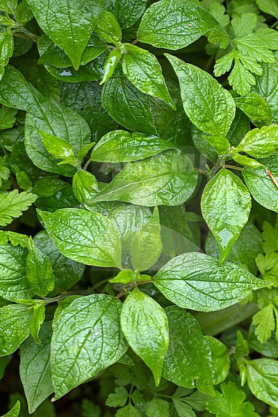 Erect Pellitory-of-the-wall stock-image by Agami/Wil Leurs,
