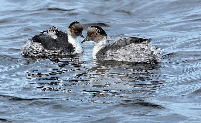 Silvery Grebes carry a chick on their backs stock-image by Agami/Jacques van der Neut,