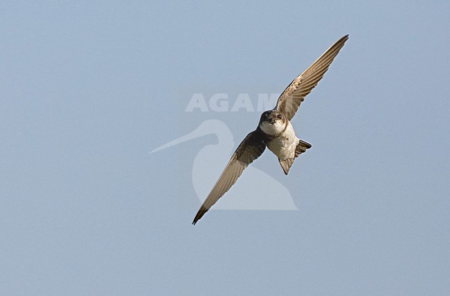 Sand Martin flying; Oeverzwaluw vliegend stock-image by Agami/Marc Guyt,