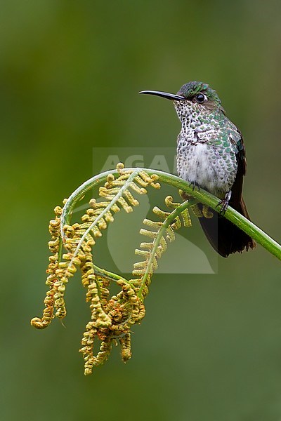 Birds of Peru, the Many-spotted Hummingbird stock-image by Agami/Dubi Shapiro,