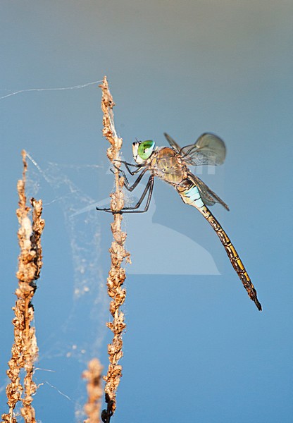 Zuidelijke Keizerlibel, Anax parthenope, Lesser Emperor stock-image by Agami/Marc Guyt,