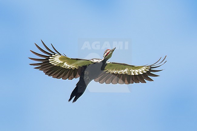 Adult male
Montgomery Co., TX
May 2022 stock-image by Agami/Brian E Small,