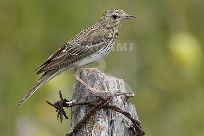 Tree Pipit perched on pole; Boompieper zittend op paal stock-image by Agami/Daniele Occhiato,