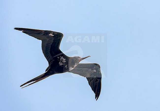 Ascension frigatebird (Fregata aquila) in flight over Ascension island. Sudadult male, seen frmo below. stock-image by Agami/Marc Guyt,
