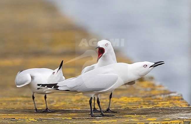 Three displaying Black-billed Gulls (Chroicocephalus bulleri) in New Zealand. An endangered endemic species of gull. stock-image by Agami/Marc Guyt,
