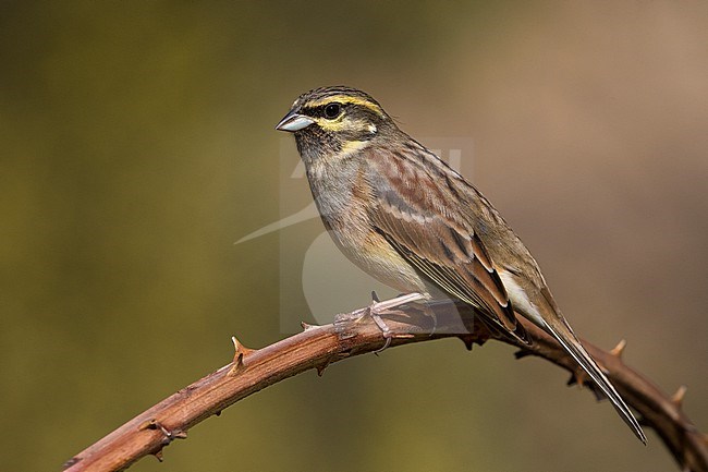 Male Cirl Bunting (Emberiza cirlus) in Italy. Perched on a twig. stock-image by Agami/Daniele Occhiato,