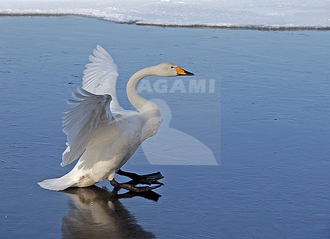 Wintering Whooper Swan (Cygnus cygnus) on Hokkaido, Japan stock-image by Agami/Pete Morris,