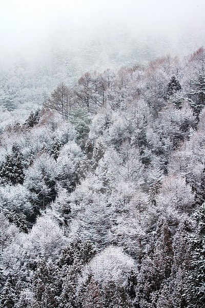 Snow covered trees on a mountain slope in Yudanaka, Japan. stock-image by Agami/Marc Guyt,