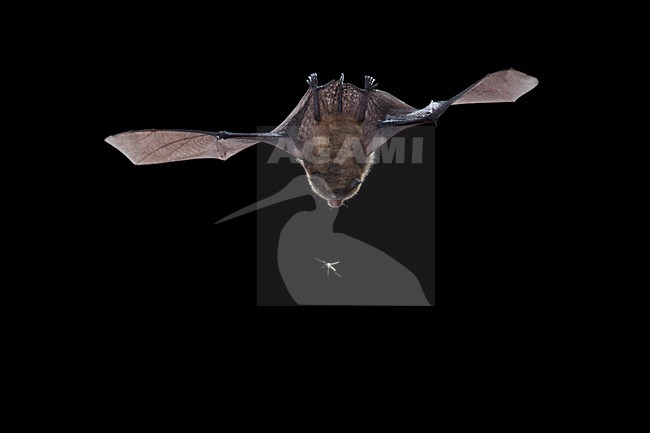 Baardvleermuis vliegend, Whiskered bat flying stock-image by Agami/Theo Douma,