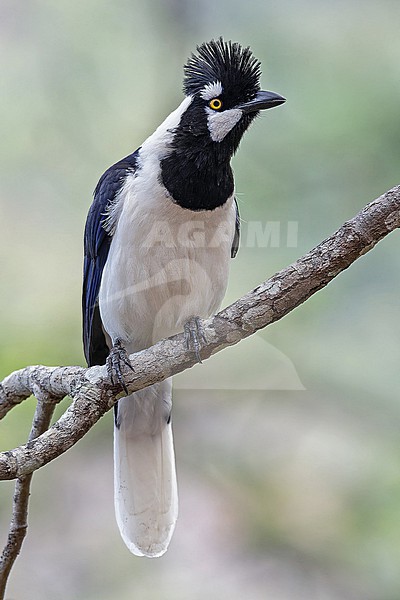 Tufted Jay, Cyanocorax dickeyi, in Western Mexico. stock-image by Agami/Pete Morris,