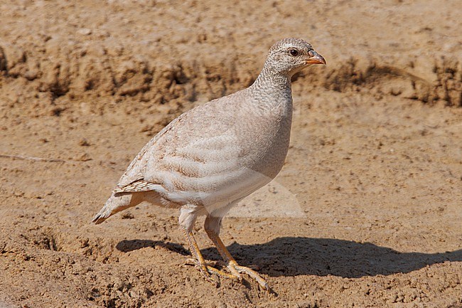 Sand Partridge (Ammoperdix heyi) taken the 03/03/2023 at Thumrait - Oman. stock-image by Agami/Nicolas Bastide,