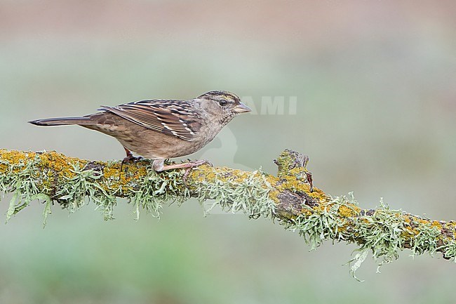 Adult non-breeding
Santa Barbara Co., CA
November 2021 stock-image by Agami/Brian E Small,