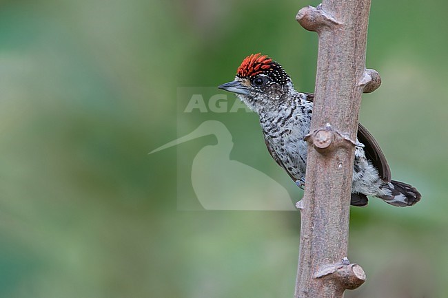White-bellied Piculet (Picumnus spilogaster) in Guyana. stock-image by Agami/Dubi Shapiro,