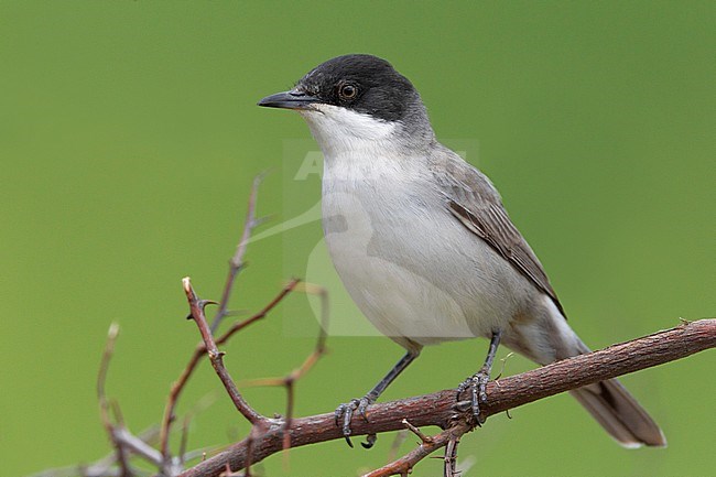 Eastern Orphean Warbler (Sylvia crassirostris) stock-image by Agami/Daniele Occhiato,