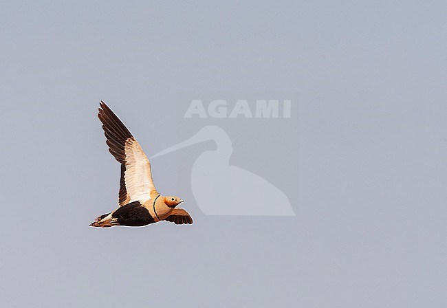 Black-bellied Sandgrouse (Pterocles orientalis) in the steppes near Belchite in Spain. stock-image by Agami/Marc Guyt,