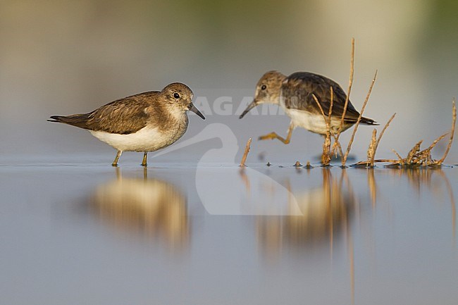 Temminck's Stint - Temminckstrandläufer - Calidris temminckii, Oman, adult, nonbreeding stock-image by Agami/Ralph Martin,