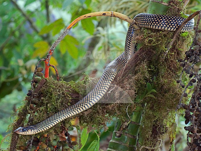 Speckled Racer, Drymobius margaritiferus stock-image by Agami/Alex Vargas,