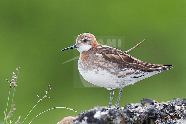 Red-necked Phalarope - Odinshühnchen - Phalaropus lobatus, Iceland, adult, male stock-image by Agami/Ralph Martin,