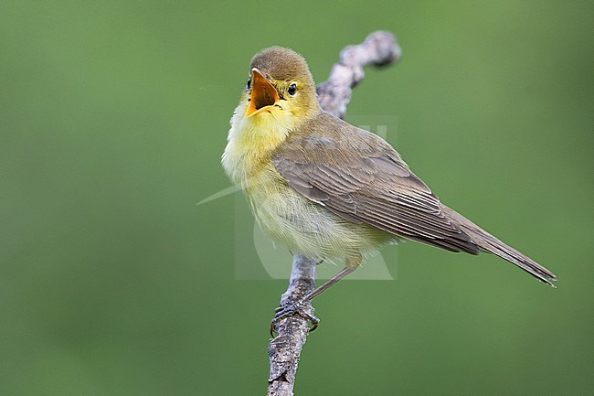 Melodious Warbler (Hippolais polyglotta) perched on a branch and singing stock-image by Agami/Daniele Occhiato,