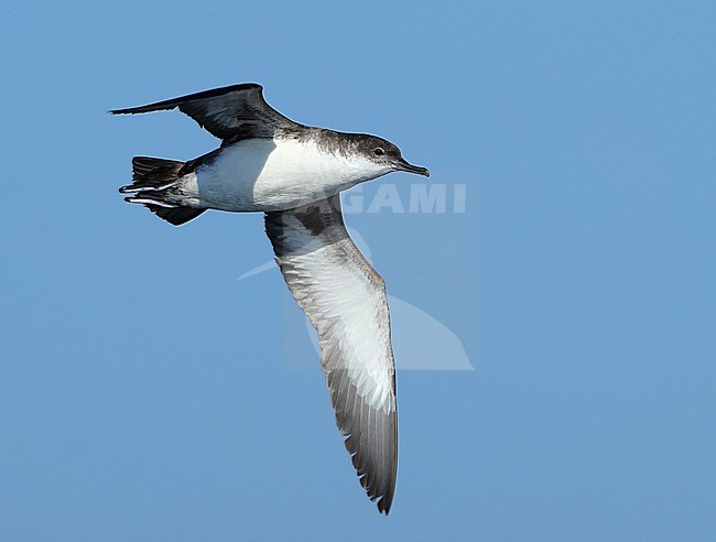 adult taken the 05/06/2019 at Hyeres - France stock-image by Agami/Aurélien Audevard,