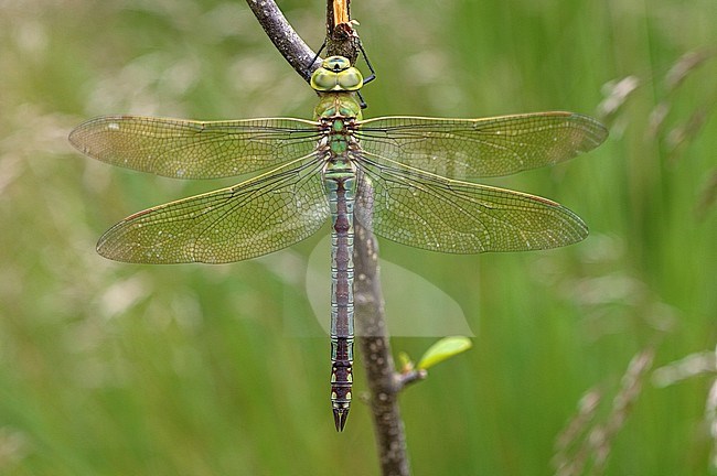 Vrouwtje Grote keizerlibel, Female Anax imperator stock-image by Agami/Wil Leurs,