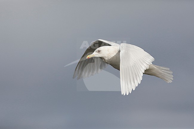 Kumliens Meeuw, Kumlien's Gull, Larus glaucoides kumlieni stock-image by Agami/Chris van Rijswijk,