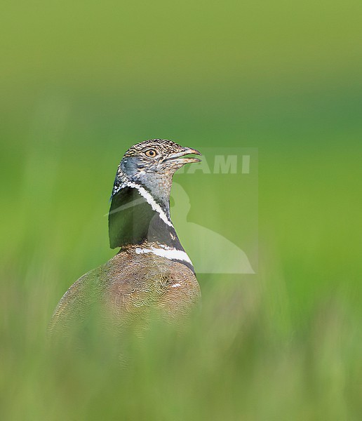 Little Bustard (Tetrax tetrax) at a lek in Catalonia, Spain. stock-image by Agami/Marc Guyt,