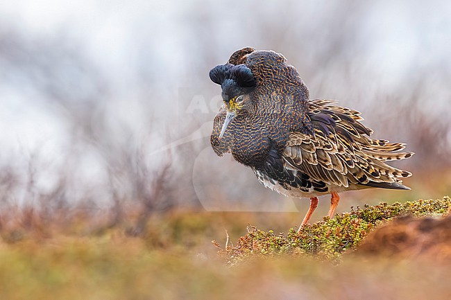 Adult male Ruff (Philomachus pugnax) in Norway. stock-image by Agami/Daniele Occhiato,