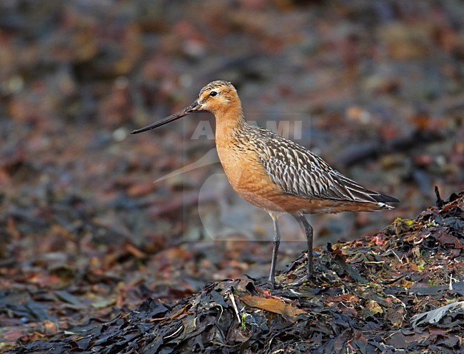 Bar-tailed Godwit adult perched on tundra; Rosse Grutto adult zittend op toendra stock-image by Agami/Markus Varesvuo,