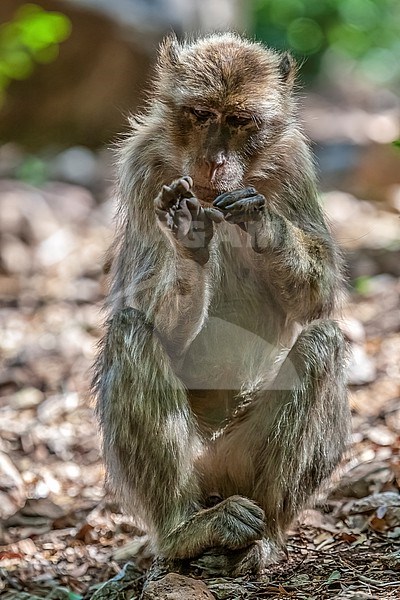 Adult male Barbary Macaque (Macaca sylvanus) sitting on soil into Pic des singes at Cap Cabron, near Bejaja, Algeria. stock-image by Agami/Vincent Legrand,