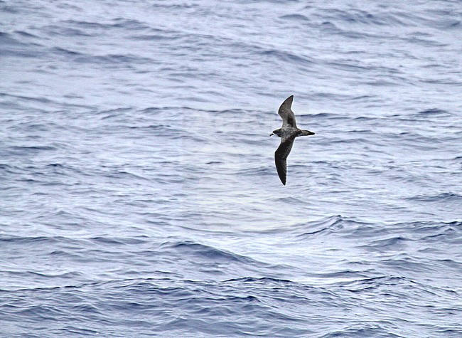 Bonin Petrel (Pterodroma hypoleuca) flying over Pacific Ocean near Japan. stock-image by Agami/Pete Morris,