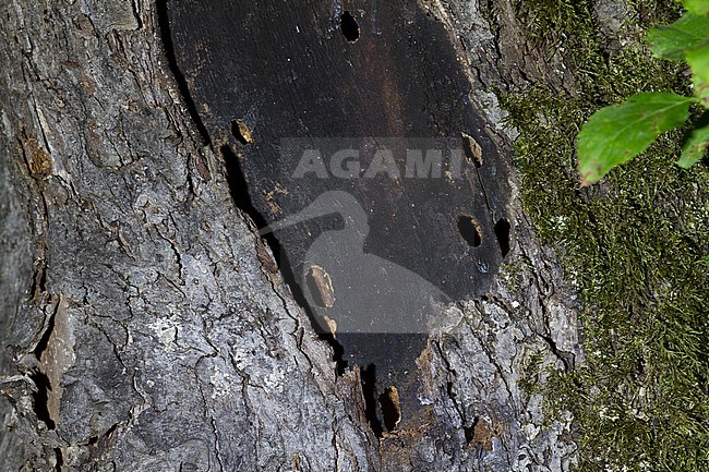 Megopis scabricornis - Körnerbock, Germany, holes of imagos stock-image by Agami/Ralph Martin,