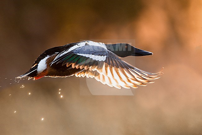 Northern Shoveler, Spatula clypeata, in Italy. stock-image by Agami/Daniele Occhiato,