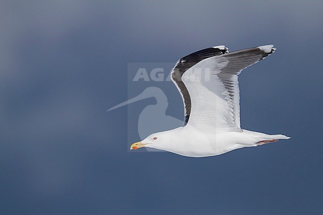 Grote Mantelmeeuw; Great Black-backed Gull; Larus marinus, Norway, adult stock-image by Agami/Ralph Martin,