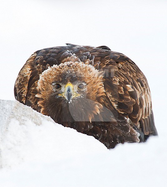 Adult Golden Eagle (Aquila chrysaetos) looking straight into the camera on a prey in Finland during the winter. stock-image by Agami/Jari Peltomäki,