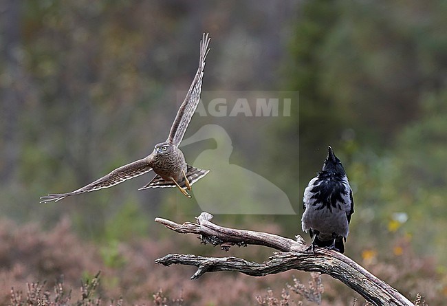 Sparrow Hawk (Accipiter nisus) and a Hooded Crow (Corvus corone cornix) Norway October 2019 stock-image by Agami/Markus Varesvuo,
